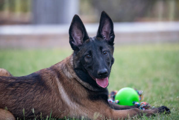 istock Belgian Malinois puppy with his ball 1200221900