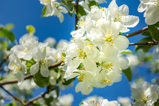 Close-up view of a branch of blossoming apple tree at springtime.