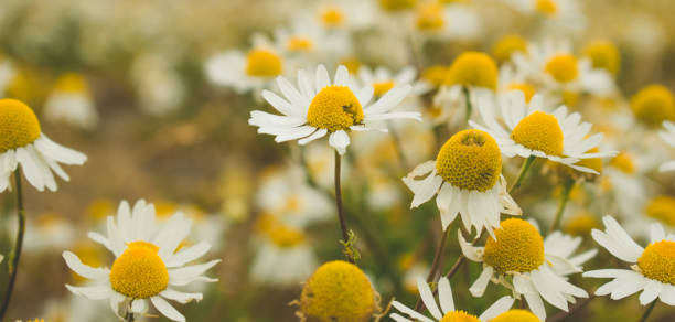 field of daisies stock photo