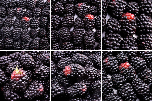 Variety of close up fresh blackberry images