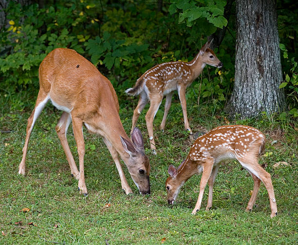 istock Doe and twin fawns 120022304