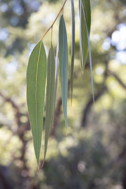 эвкалиптовые листья - wilderness area close up leaf plant стоковые фото и изображения