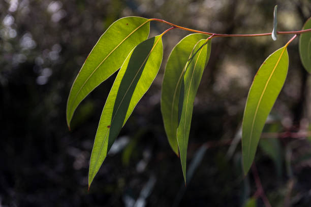 eucalyptus leaves stock photo