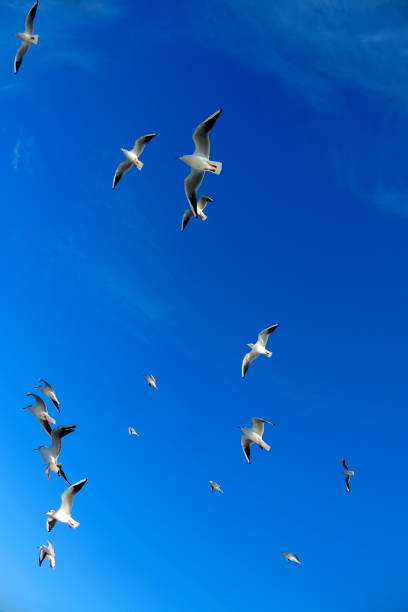 Close up flock of seagulls flying over blue sunny sky