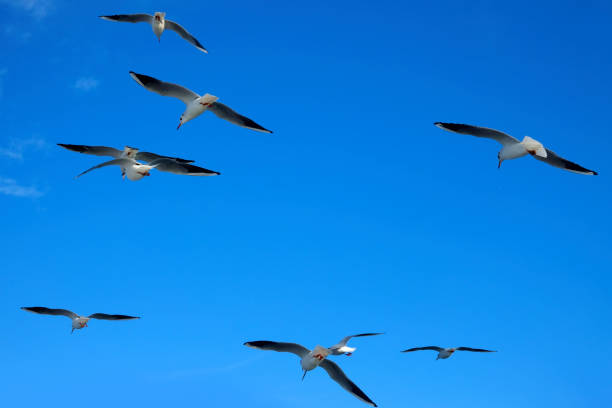istock flock of seagulls flying over sunny blue clear sky 1200223587