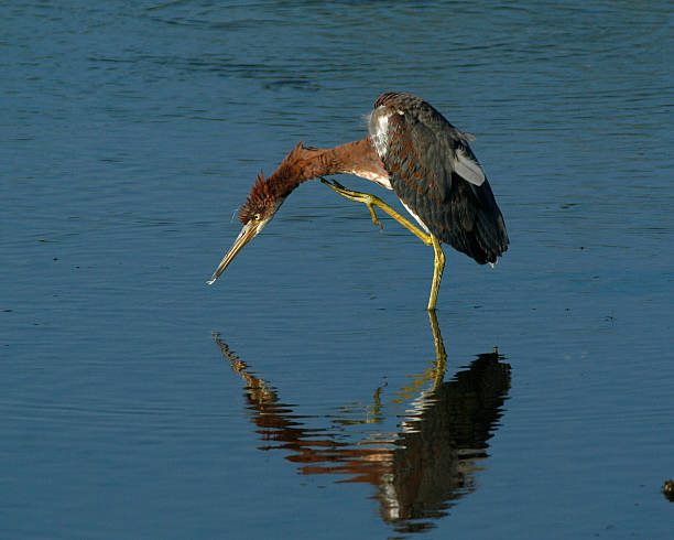 Tricolored Heron stretching stock photo