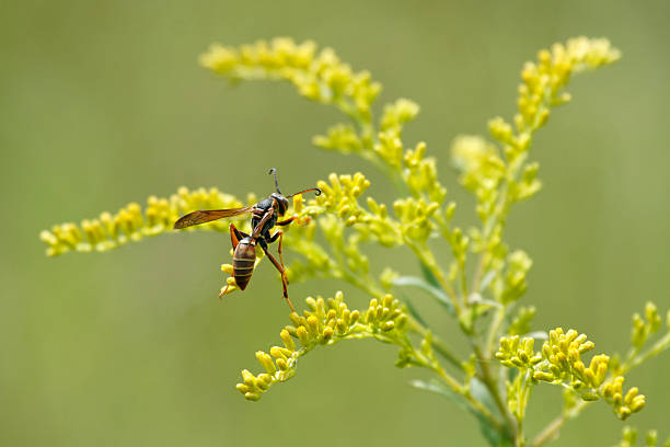 Wasp on Goldenrod stock photo