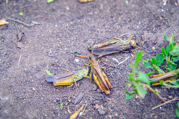 locusts on the ground. macro, close-up. locust invasion - locust invasion imagens e fotografias de stock
