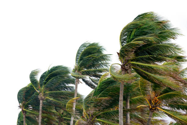 windy tropical storm close up palm tree leaves waving in windy tropical storm over cloudy sky hurricane stock pictures, royalty-free photos & images