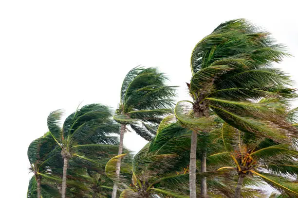 close up palm tree leaves waving in windy tropical storm over cloudy sky
