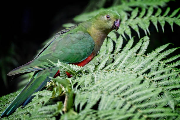 istock King Parrot in the rainforest 1200233351