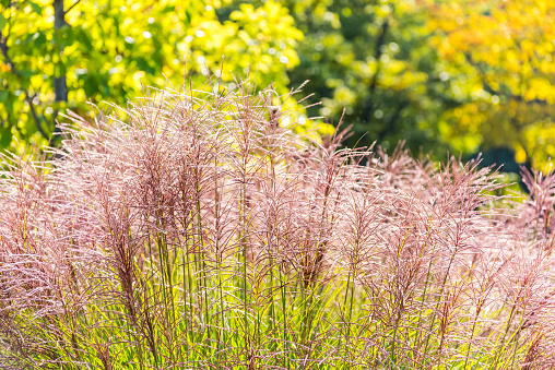 Pink flowers of miscanthus grass (Miscanthus floridulus (Lab.) Warb. ex Schum. et Laut.)