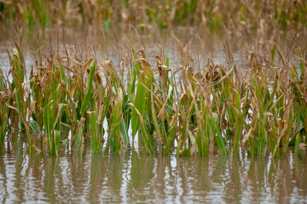 überflutetes cornfield - crop damage stock-fotos und bilder