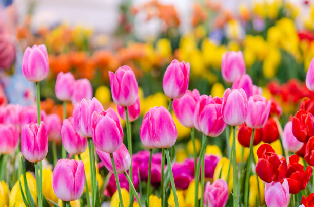 tulipanes rosados - primavera estación fotos fotografías e imágenes de stock