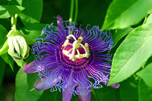 The genus Passiflora contains over 400 species with considerable variety within them and the common name Passion Flower can be confusing. Some passion flowers are vines, but some are bushes and even trees. Some are annuals and some others are perennials, and evergreen and deciduous. Some produce edible fruits. What they share are exotic, fascinating flowers that remain open for only a few days. They have a wide, flat petal base with several rings of filaments in the centers which surround a stalk that holds up the ovary and stamens. Colors include blue, purple, white, pink, red and yellow. Most commonly grown forms are vines that climb and cling by tendrils.