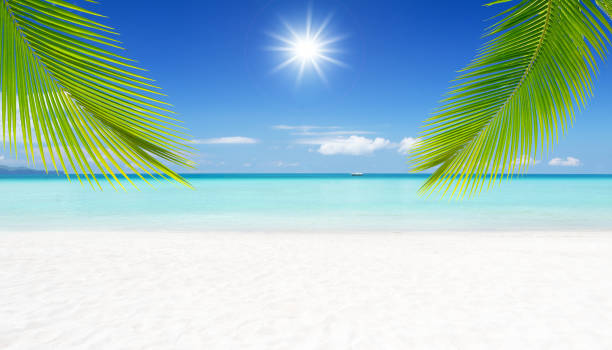 istock Exotic white sand beach with palm leaves and sun 1200239635