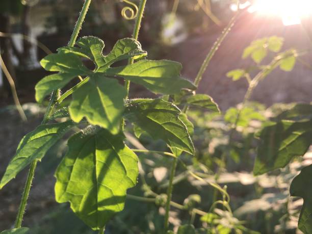 istock Vegetable shoots and morning sun 1200239657