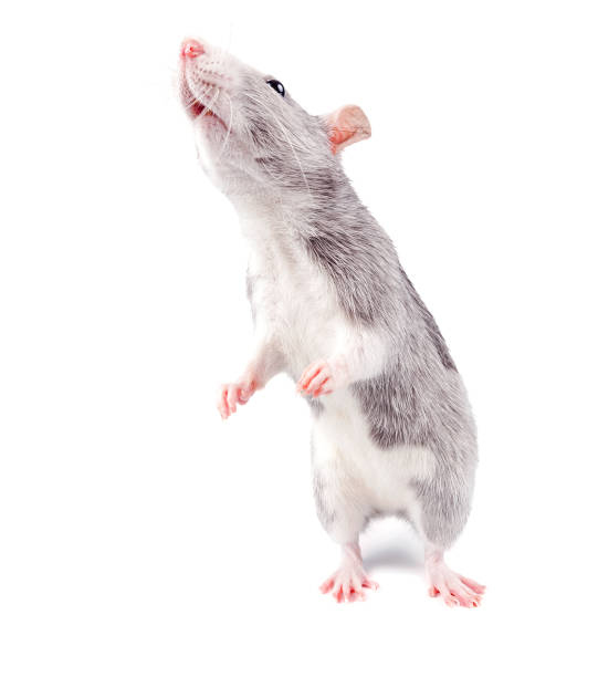 istock silver-gray decorative rat with white belly standing on hind legs close-up isolated on white background 1200240342