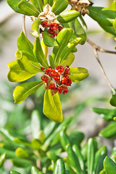 istock Pittosporum tobira 1200241155