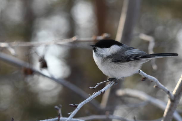 istock blackheads tit marsh tit on a tree branch 1200241955