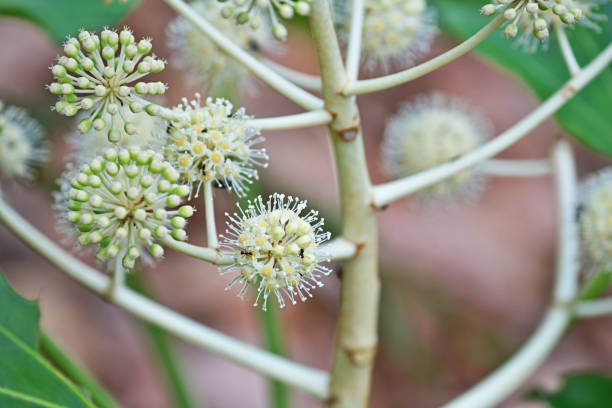 istock Fatsia japonica 1200242092