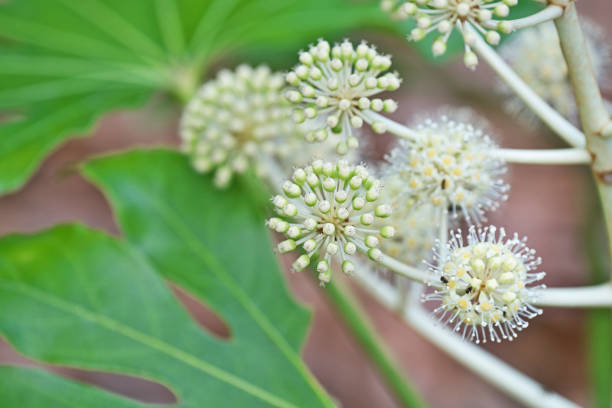 Fatsia japonicaYatsude