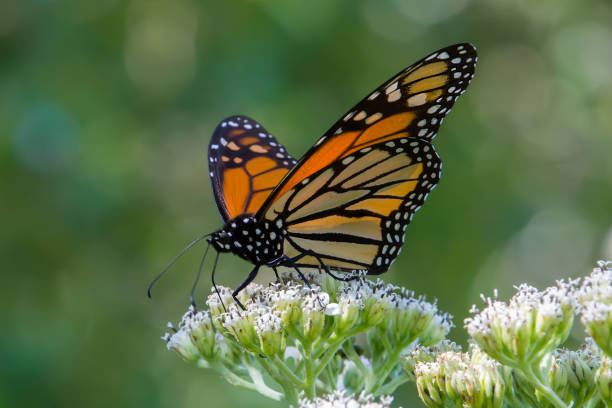 istock Monarch butterfly feeding on frostweed 1200242140