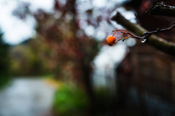 Ripe hawthorn in rainy autumn day Ripe hawthorn in rainy autumn day. Selective focus. Shallow depth of field. april showers may flowers stock pictures, royalty-free photos & images