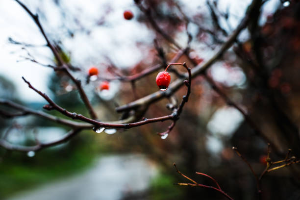 Ripe hawthorn in rainy autumn day. Selective focus. Shallow depth of field.