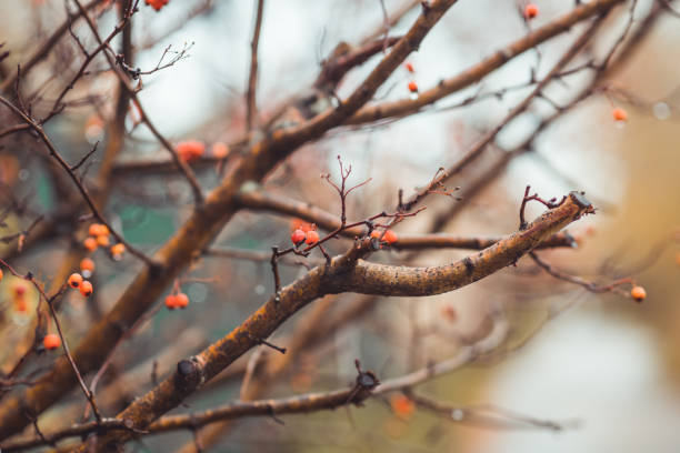 Ripe hawthorn in rainy autumn day Ripe hawthorn in rainy autumn day. Selective focus. Shallow depth of field. april showers may flowers stock pictures, royalty-free photos & images