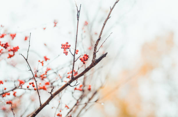 Ripe hawthorn in rainy autumn day Ripe hawthorn in rainy autumn day. Selective focus. Shallow depth of field. april showers may flowers stock pictures, royalty-free photos & images