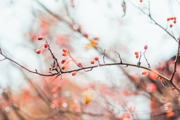 Ripe hawthorn in rainy autumn day Ripe hawthorn in rainy autumn day. Selective focus. Shallow depth of field. april showers may flowers stock pictures, royalty-free photos & images