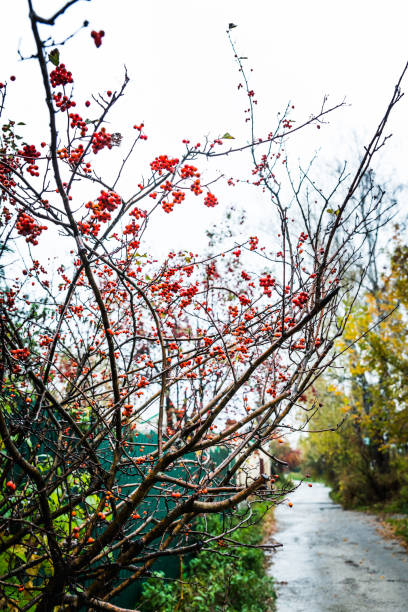 Ripe hawthorn in rainy autumn day Ripe hawthorn in rainy autumn day. Selective focus. Shallow depth of field. april showers may flowers stock pictures, royalty-free photos & images