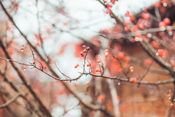 Ripe hawthorn in rainy autumn day Ripe hawthorn in rainy autumn day. Selective focus. Shallow depth of field. april showers may flowers stock pictures, royalty-free photos & images
