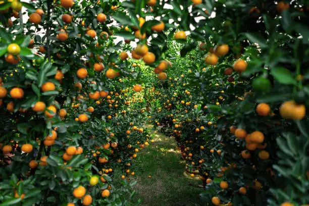 Photo of Citrus Japonica (mandarin) in the traditional Tet holiday (Lunar new year) in Vietnam, Asia