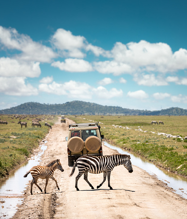 Zebras wandering the plains of Tanzania during the great migration