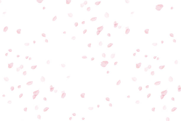 pohon ceri menari di angin musim semi.(petal dari banyak pohon ceri) - bunga sakura ilustrasi stok