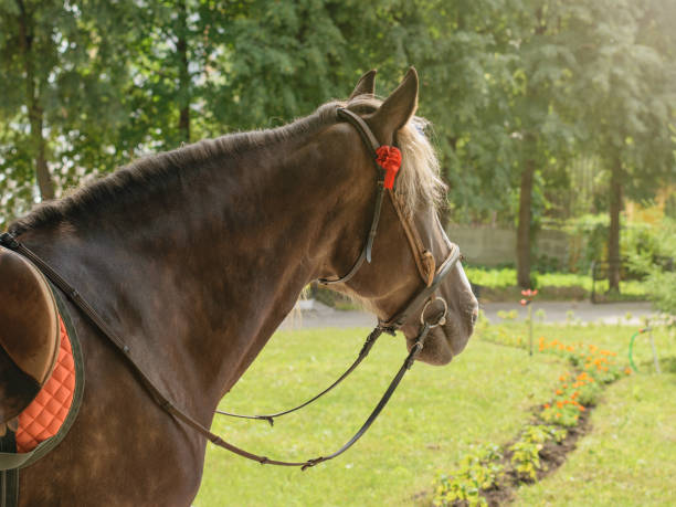 istock Horse with saddle and harness in the Park. 1200248903