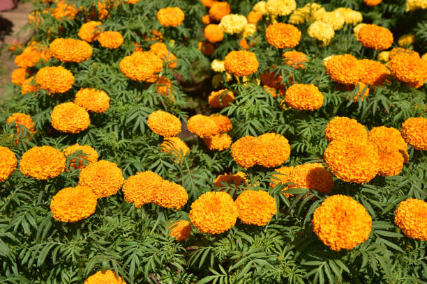 istock background with bright daisy flower in spring and time of new year 1200254193
