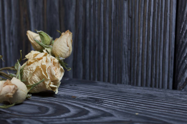 istock Dried roses on a background of brushed boards. 1200254860
