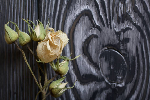 Dried roses on a background of brushed boards.