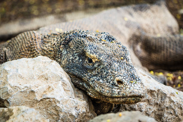 Closeup of a spotted monitor lizard resting on a branch, illuminated by warm orange light. Exotic reptile portrait with intricate scales. Wildlife, basking, terrarium setting.