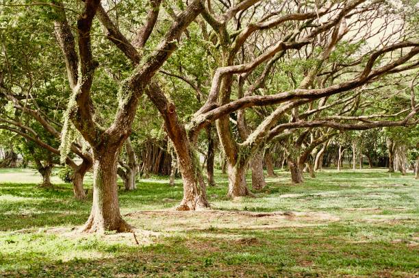 árvores da chuva (samanea saman) - saman tree - fotografias e filmes do acervo