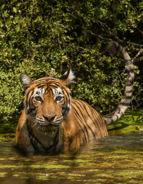 istock A beautiful Bengal tigress (panthera tigris) cooling herself in water 1200261911