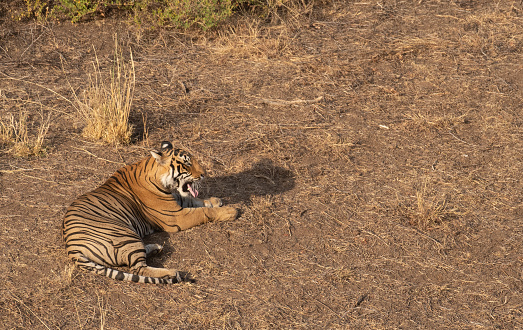 A beautiful male tiger (Panthera Tigris) relaxing in Ranthambore Tiger Reserve