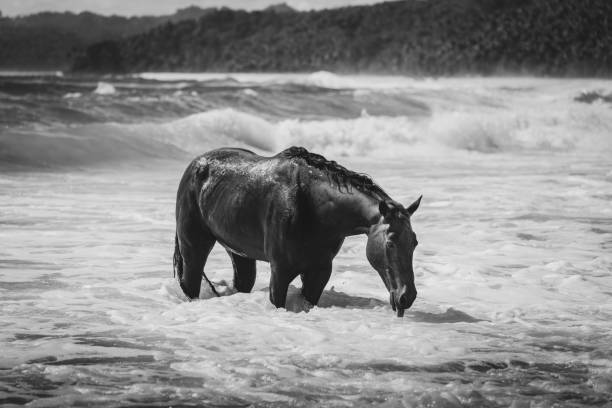 sumba beach sandalwood pony portrait bw seahorse sumba island indonesia - horse animals in the wild water beach imagens e fotografias de stock