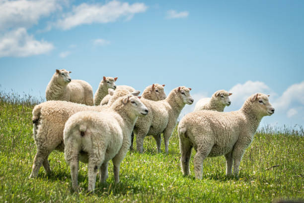 neugierige schafe in dunedin, otago harbour, südinsel nz - sheep wool meadow pasture stock-fotos und bilder