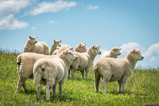 A herd of sheep and goats walks along a car road in the mountains on the island of Corsica in France.