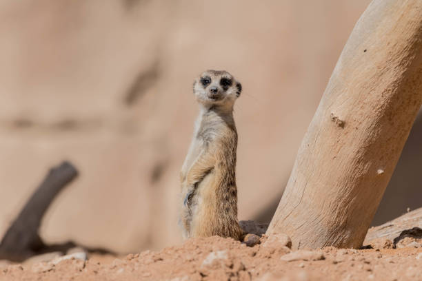 Wild Animal Meerkat (Surikate) in Desert