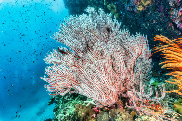 istock Natures carbon capture system underwater coral reefs 1200263172